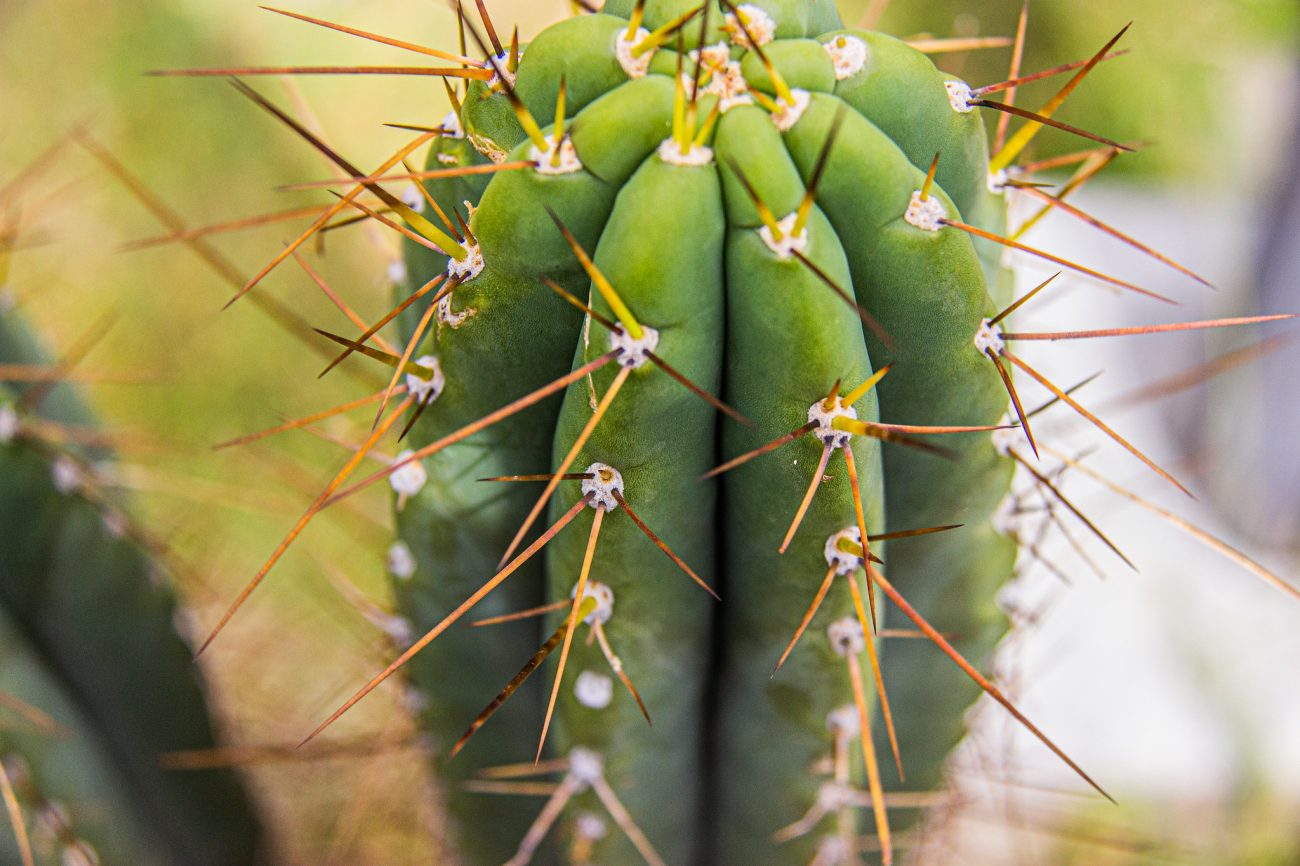 This psychedelic cactus is drawing Western seekers, but raising ethical questions