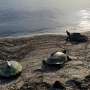 Northern map turtles leave Lake Erie before algal blooms peak, tracking finds