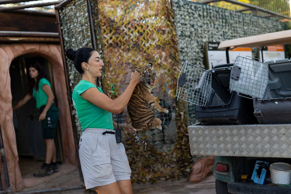 World's rarest tigers born in zoo as fewer than 600 left alive