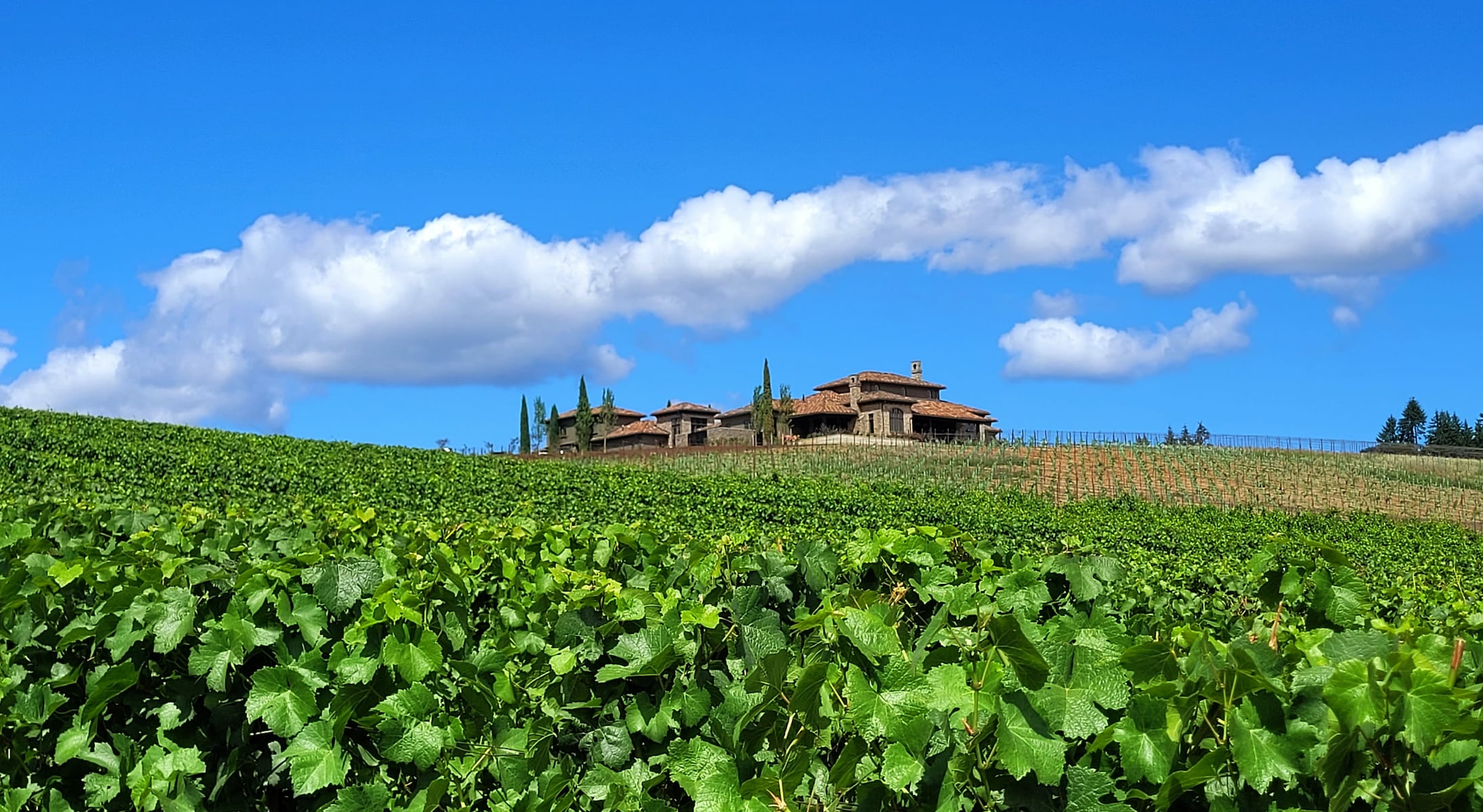 Oregon winery with Italian flair was my top wine discovery this summer