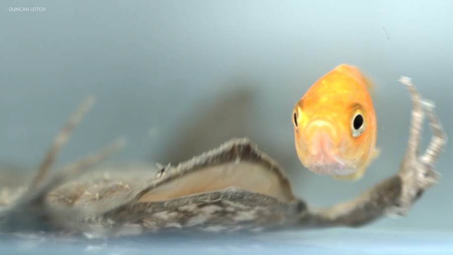 These strange, flat frogs can 'see' with their fingers, biologists say