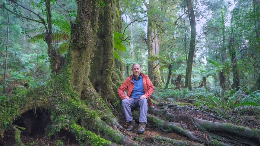 Greens co-founder weighs in on party split over koala park carbon credits