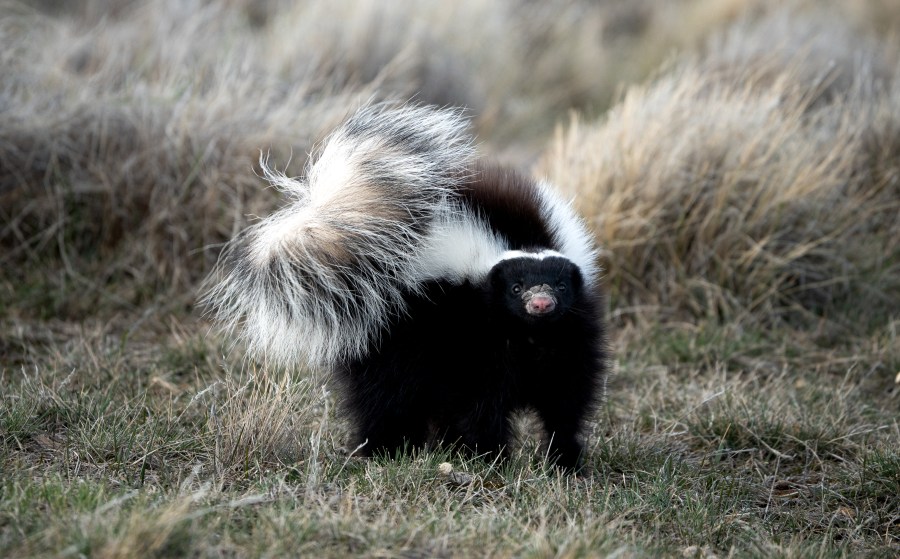 Gaston County reports 4th rabies case of 2026 after dog kills skunk