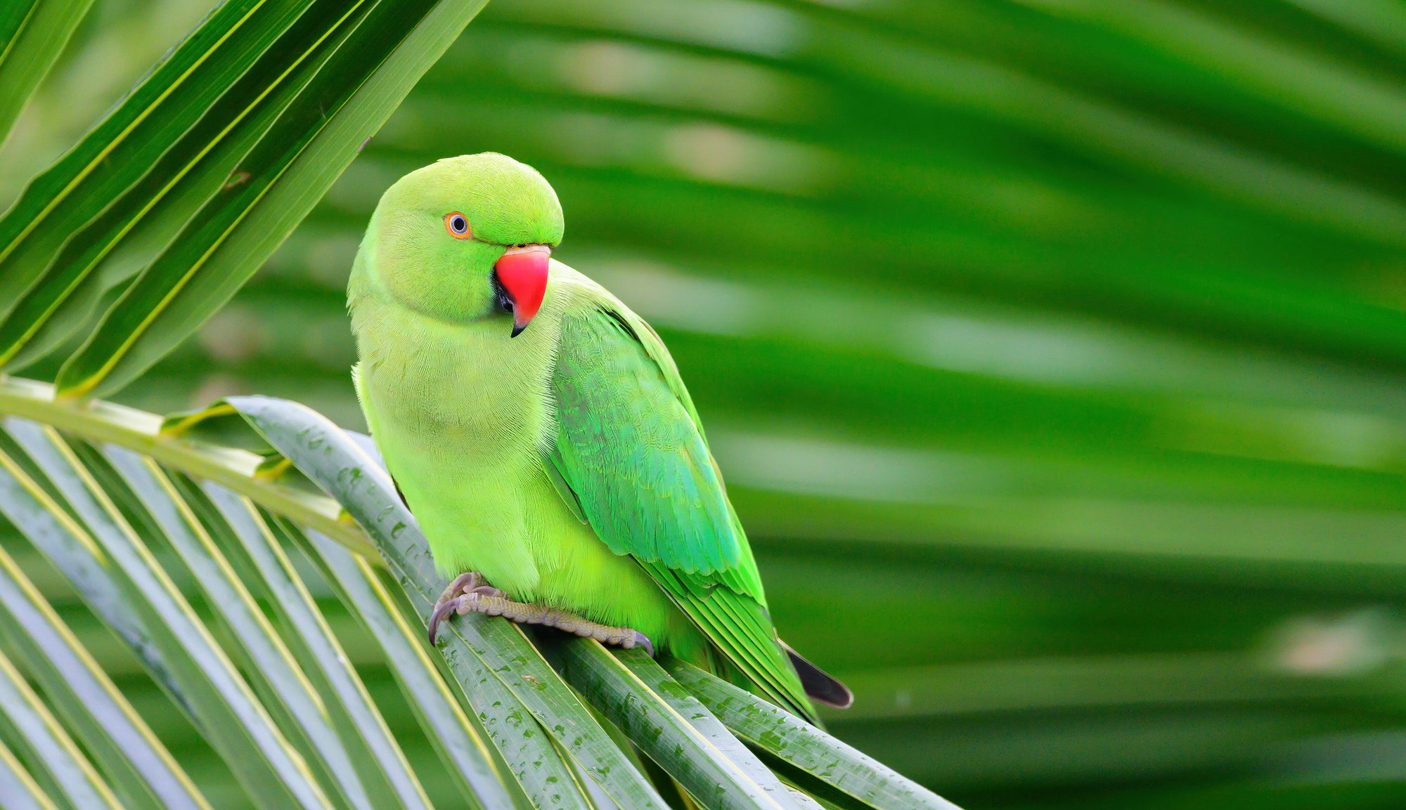 Parakeets found dead in London park after birds 'killed by catapults'