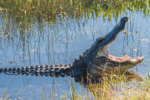 Child makes miraculous escape from jaws of giant Florida alligator after entering ‘no swim zone’