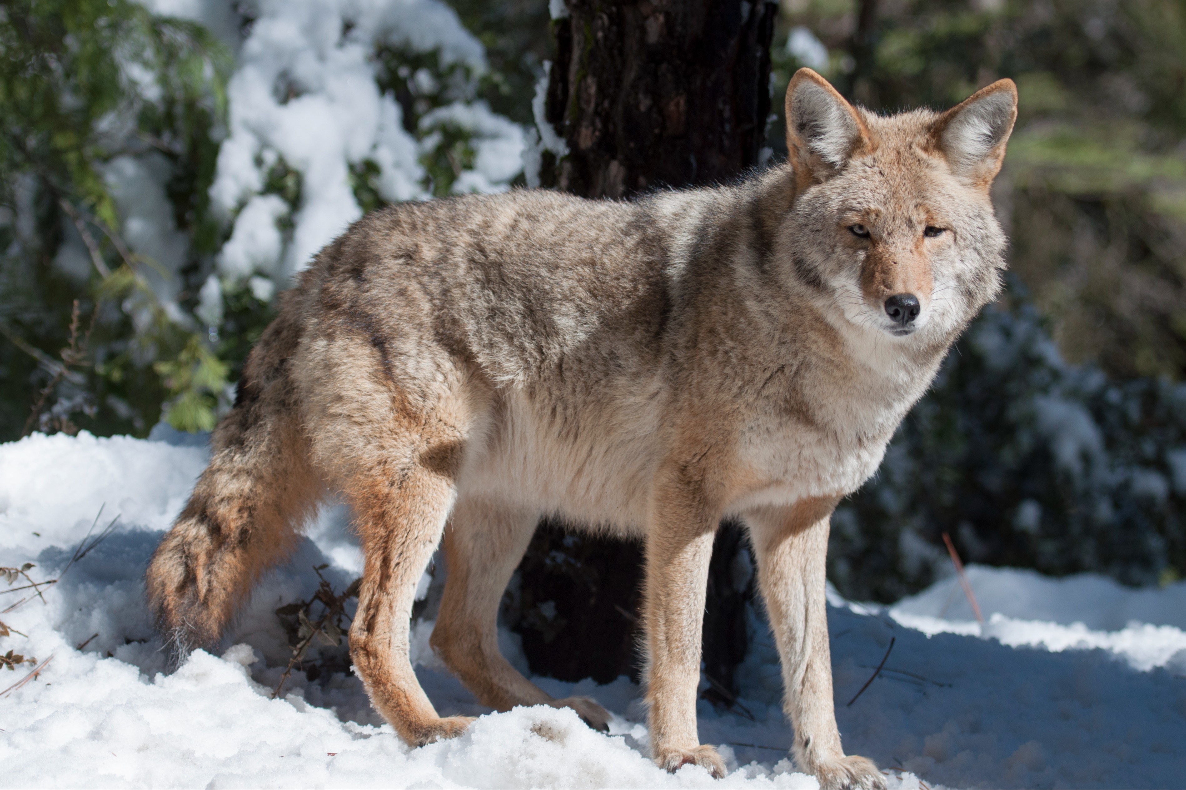 Lone wolf makes rare appearance in California county far beyond known packs