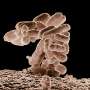Learning without a brain—how bacteria store memories and remember the past like artificial neural networks