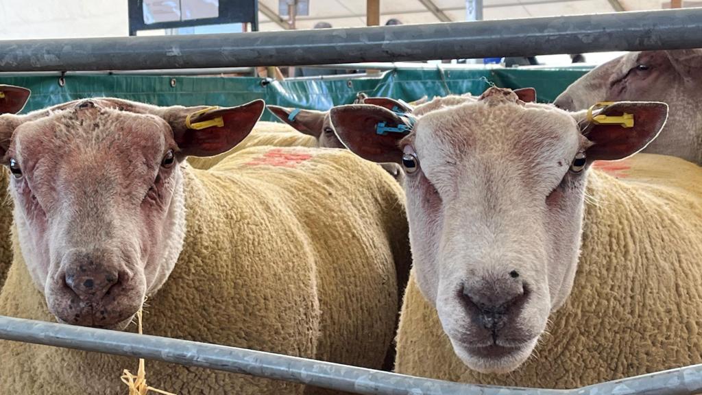 Ram sales go ahead despite bluetongue disease restrictions nearby