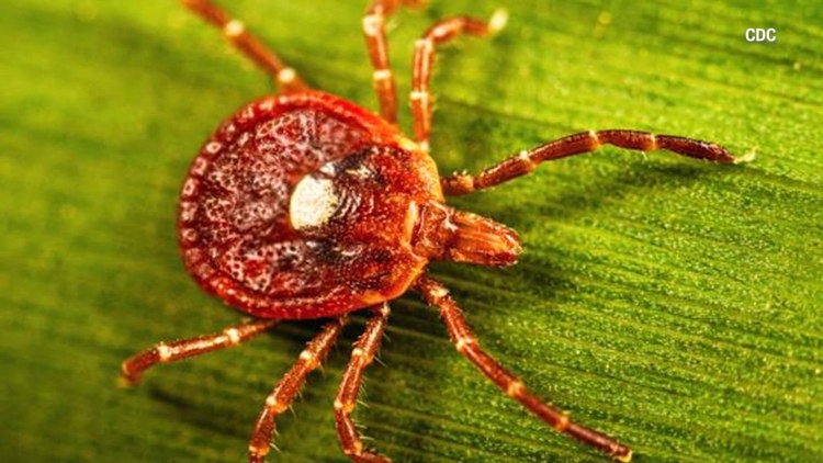 Doctors, health officials: Alpha-gal syndrome cases climbing in Missouri as Lone Star ticks spread