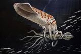 160-Million-Year-Old ‘Squid Butt’ Fossil Is the Chunkiest Belemnite Ever Found