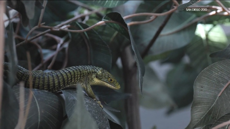 Dozens of reptiles found stuffed in pillowcases being cared for at San Diego Zoo