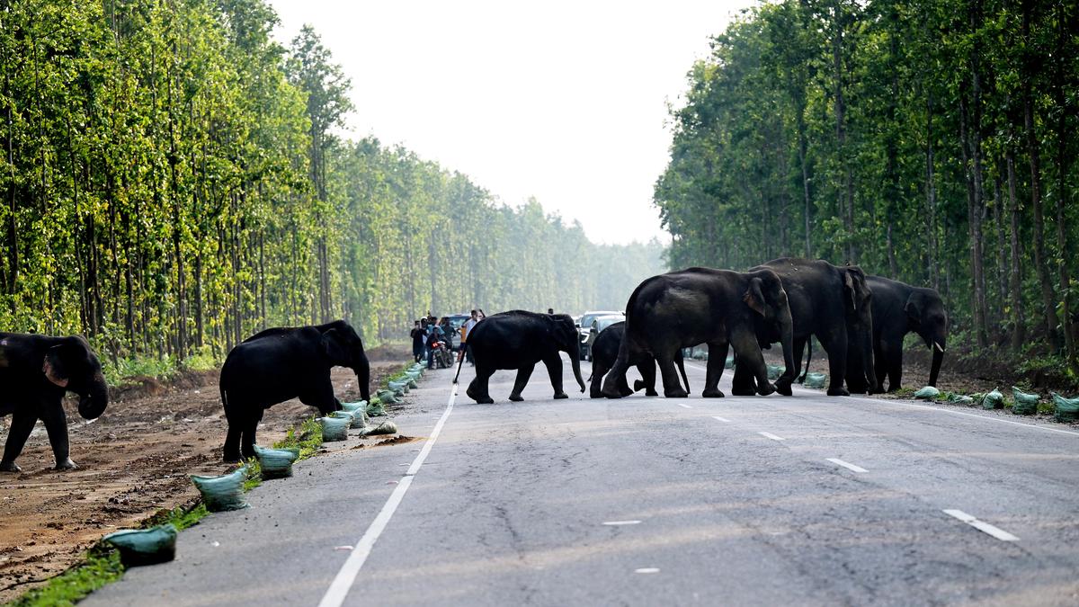 Elephants facing anthropogenic hazards in Assam
