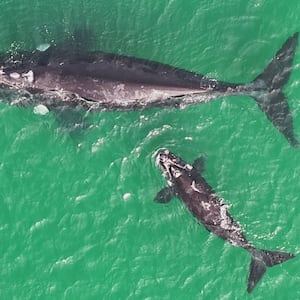 Southern right whale mother and calf spotted near Whangārei shore