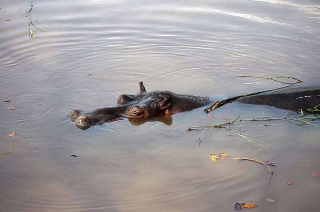 The Drug Lord Died. The Hippos Multiplied.