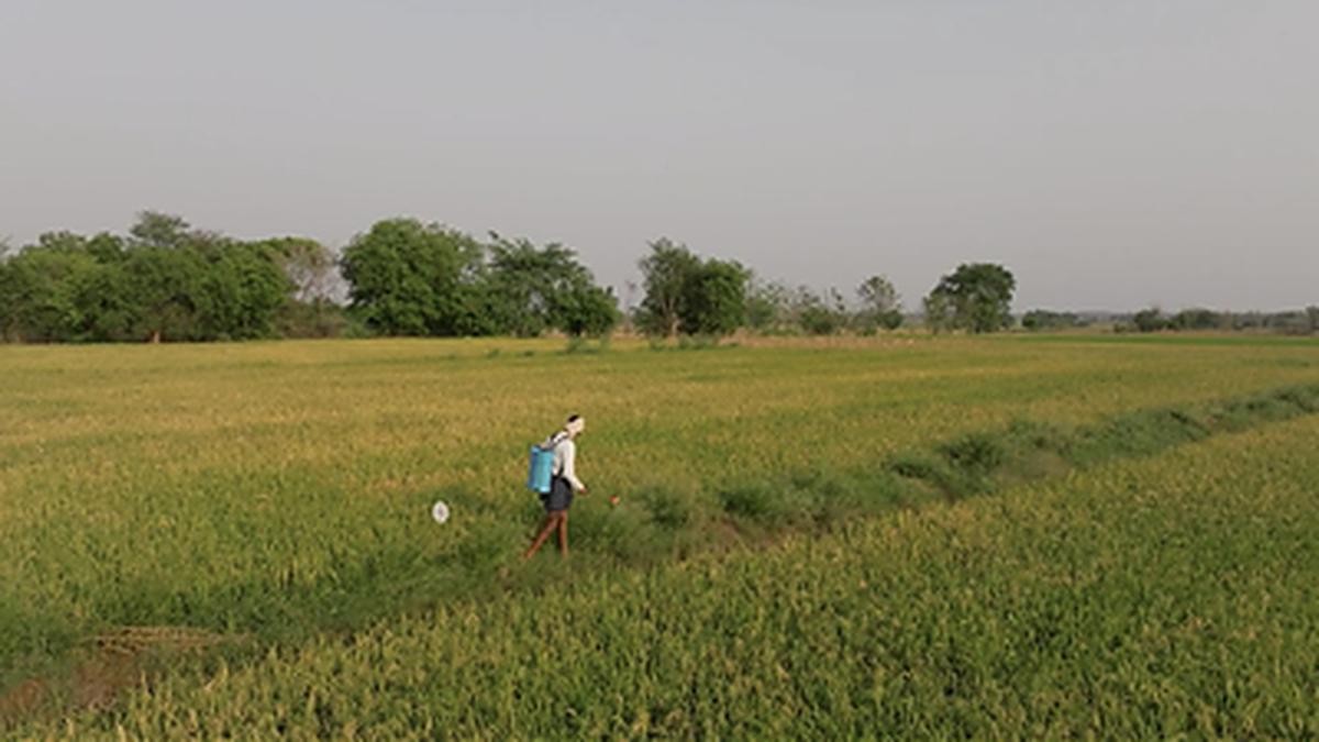 GOOGLE & MITTI LABS PARTNER TO ELIMINATE METHANE AND SCALE CLIMATE-SMART AG PRACTICES ACROSS INDIA'S RICE FIELDS