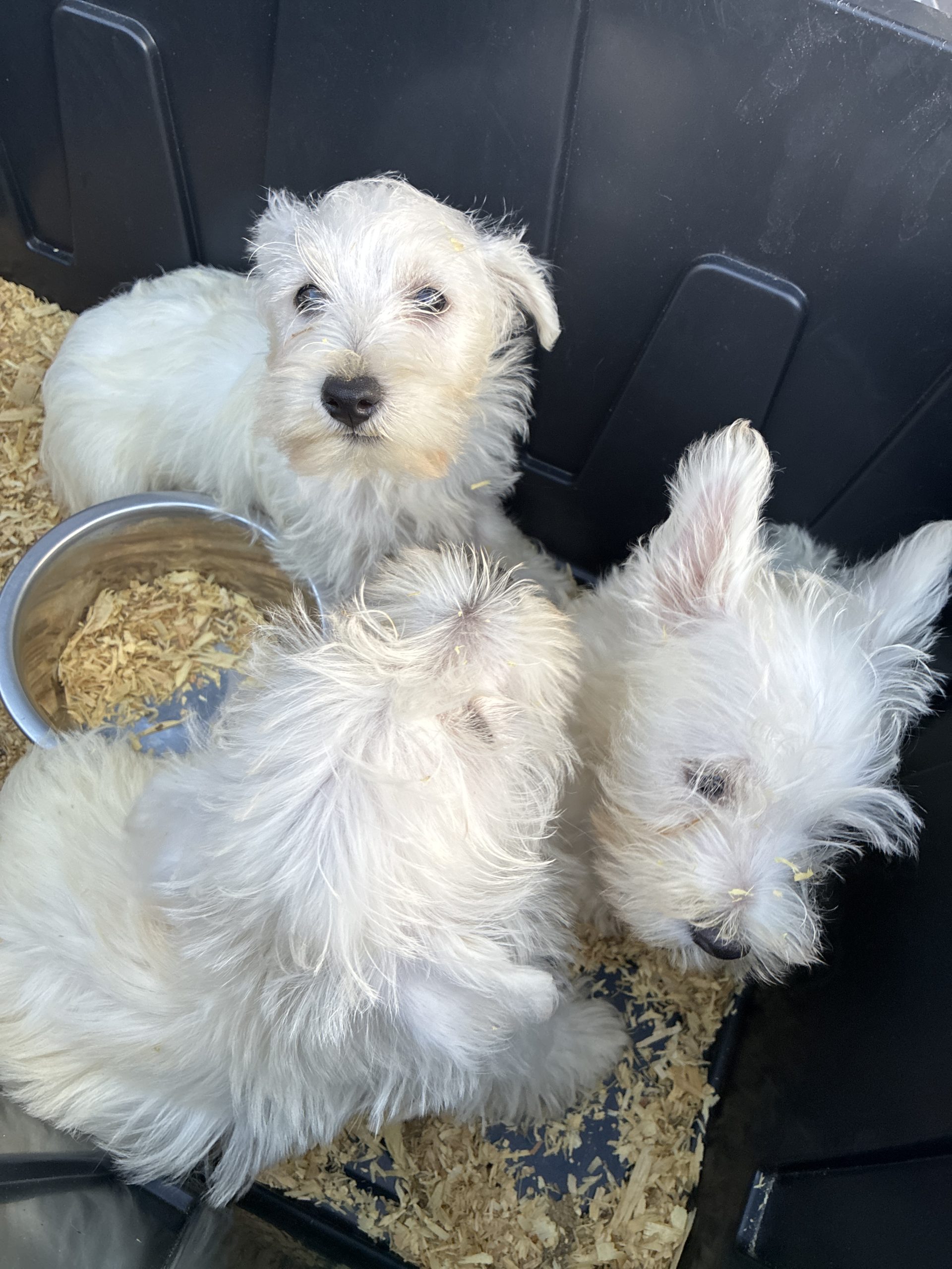 42 dogs recover at Everett, WA shelter after Marysville rescue
