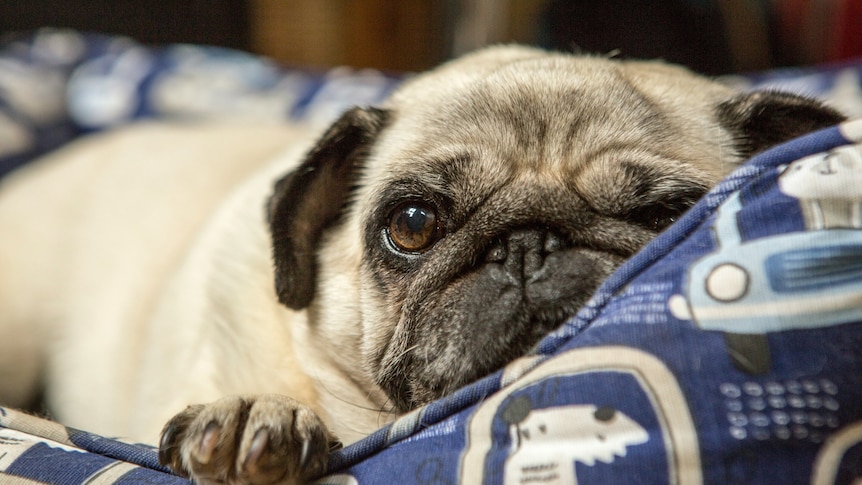 When it's time to wash your pet's bed and how to do it