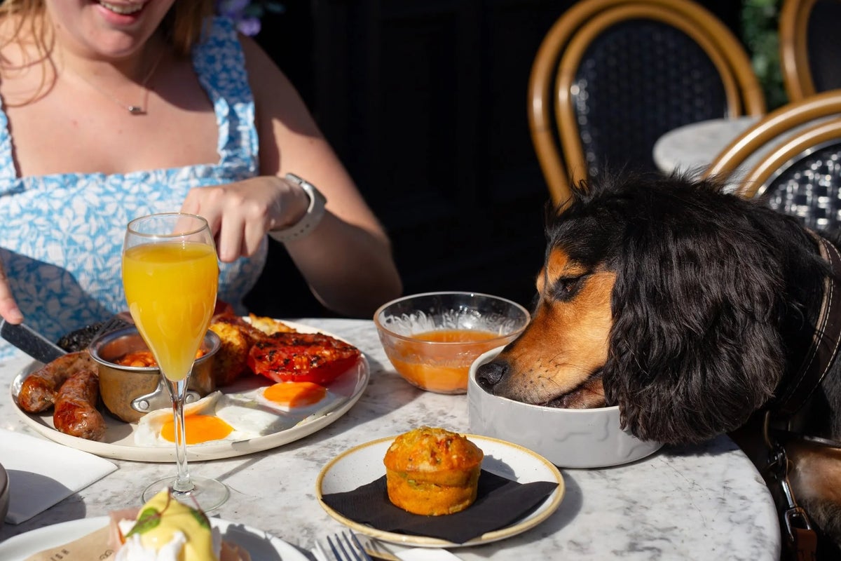 Doggy caviar, roasts and cocktails: How dogs became the Britain’s new fine diners