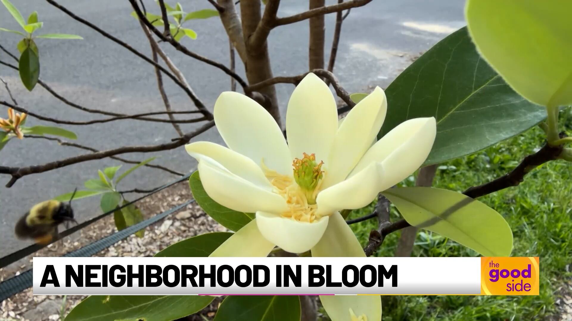 A neighborhood in bloom