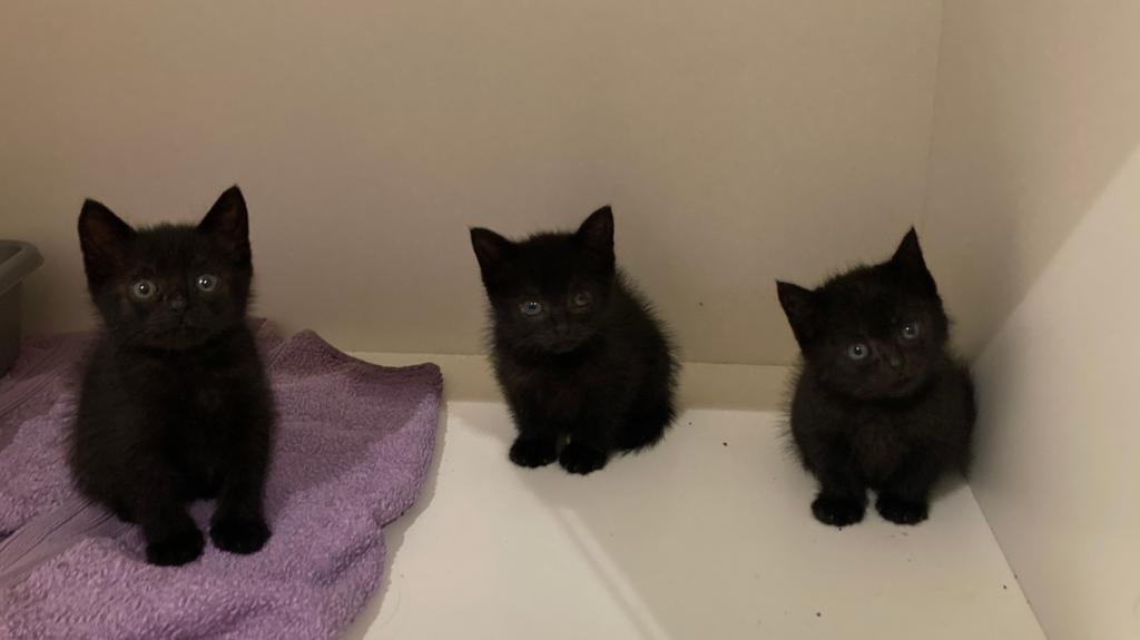 Stray and feral cat numbers 'becoming unmanageable'