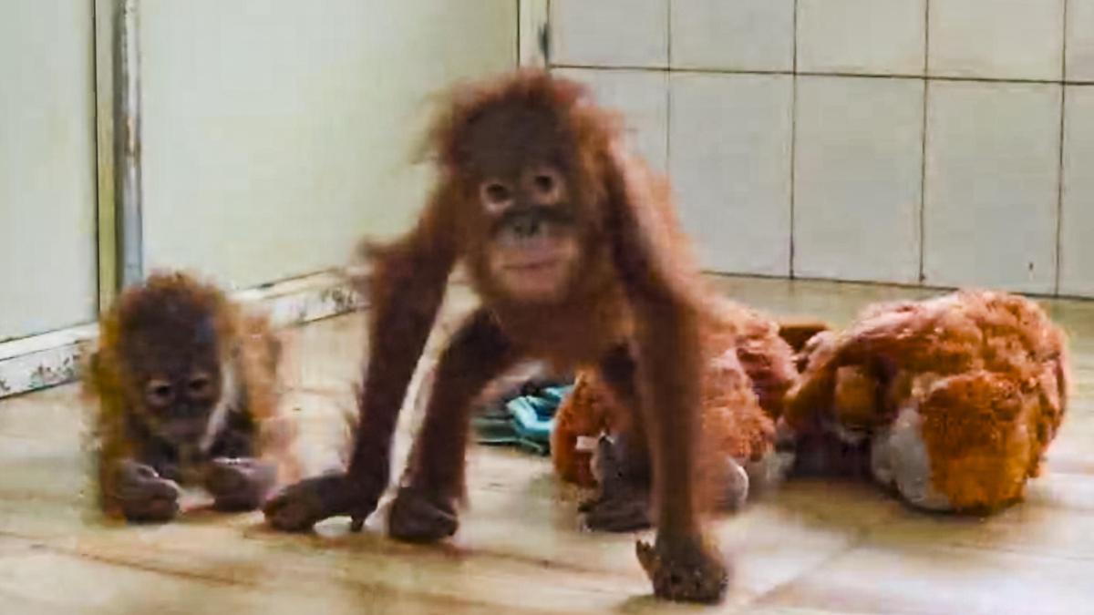 55 CCTV cameras checked, black SUV key to Odisha orangutan probe