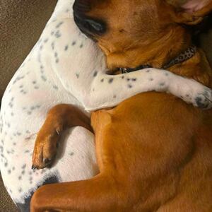 Missing Manukau dogs Mya and Kaylaah: Owner fears they may be used for breeding