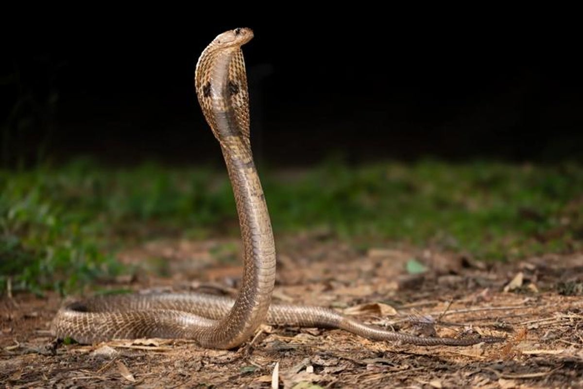 This antivenom cocktail could be game-changer for treating snakebites