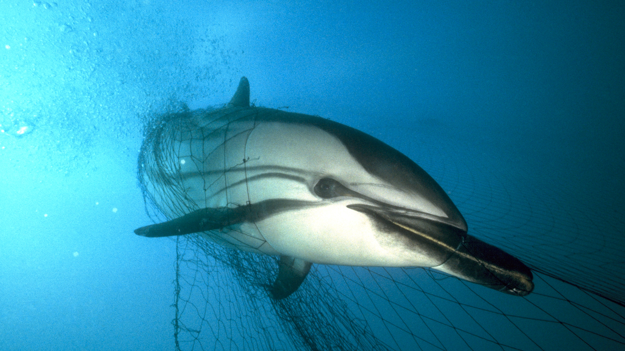 World Dolphin Day: Reporting unusual behavior, threats and increased protections