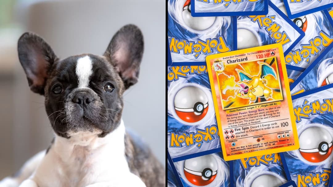 Pokemon events urged to ban pets after man offers to trade dog for rare cards
