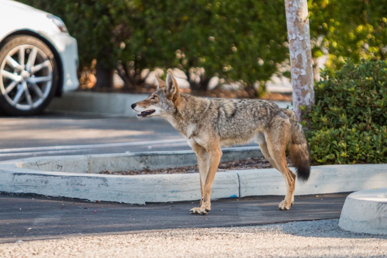 Seattle Has 9 Times More Coyotes Than Nearby Wilderness. Here’s Why