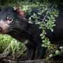Tasmanian devils lived with people in outback Western Australia 45,000 years ago, new fossils show