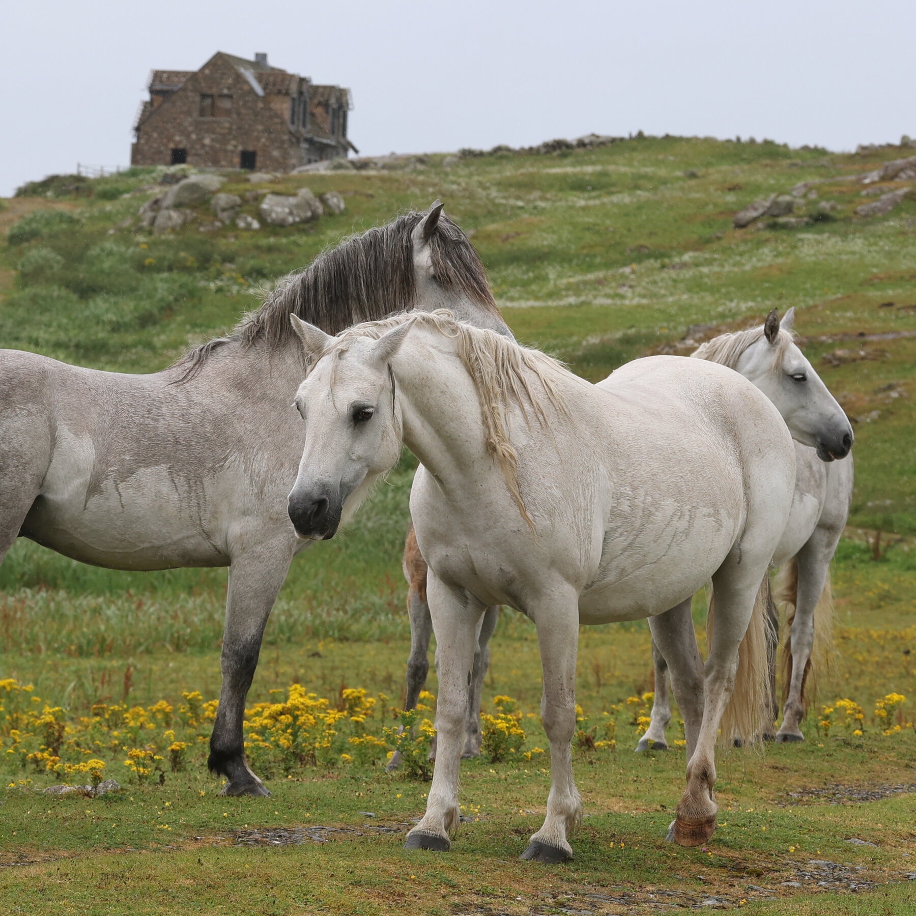 Horses Trafficked in Europe With Fake Animal Passports, Police Say