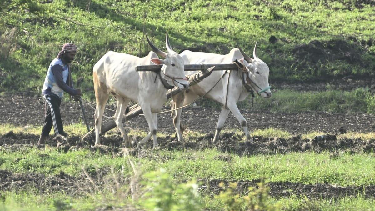 Farmers invited to apply for Horticulture subsidies