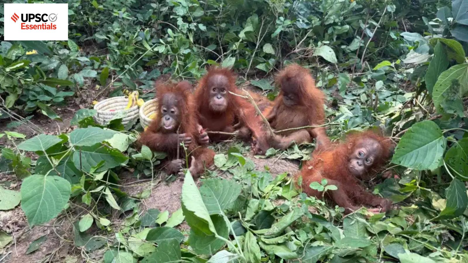 UPSC Essentials daily subject quiz : Environment and Geography MCQs on Orangutans, different flood situations (Week 179)
