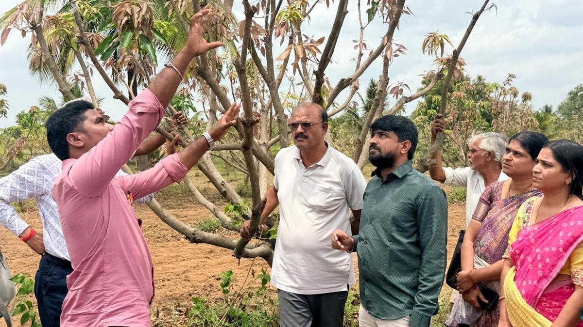 Tirupati launches project to enhance Totapuri mango value chain