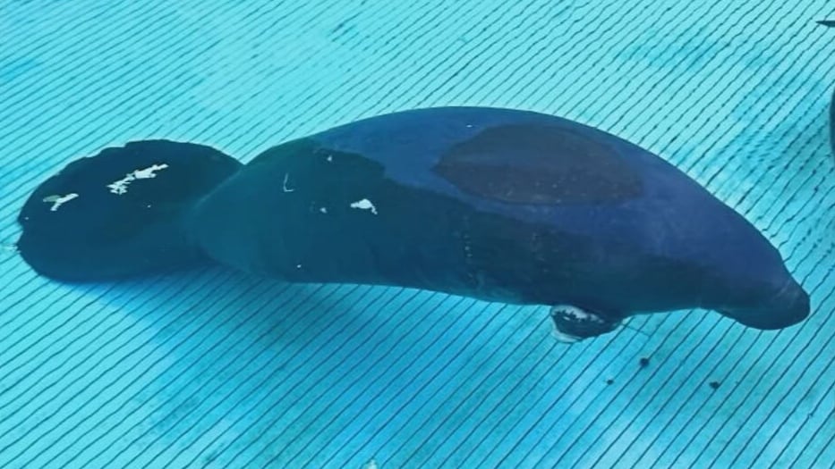 Florida manatee loses flipper after crab trap entanglement