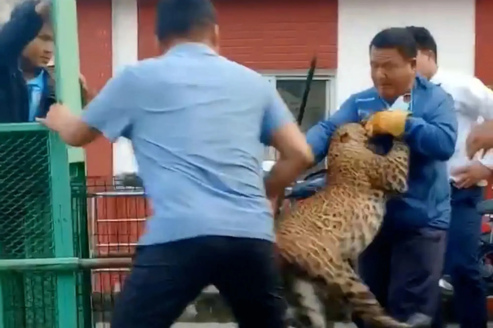 Horrifying moment leopard breaks out of cage and savages worker as colleague desperately tries to bat beast