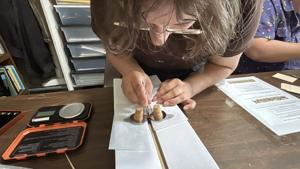 Wisconsin researchers are putting tiny trackers on monarch butterflies