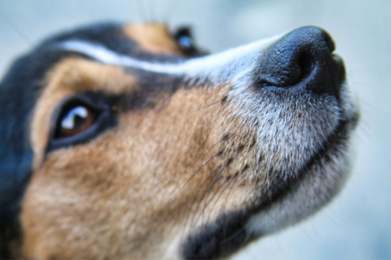 A Surprisingly Relatable Problem Makes Scent-Detection Dogs Worse at Their Job