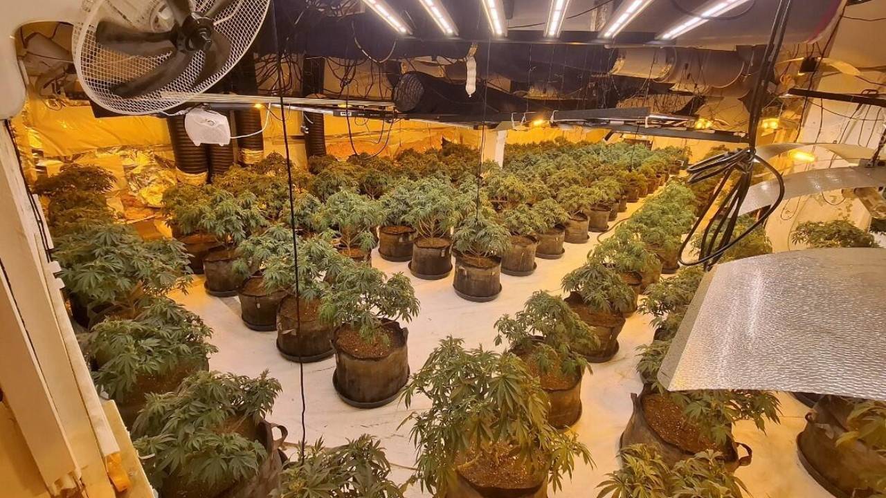 UK police uncover £1.3 million cannabis factory inside abandoned BHS store