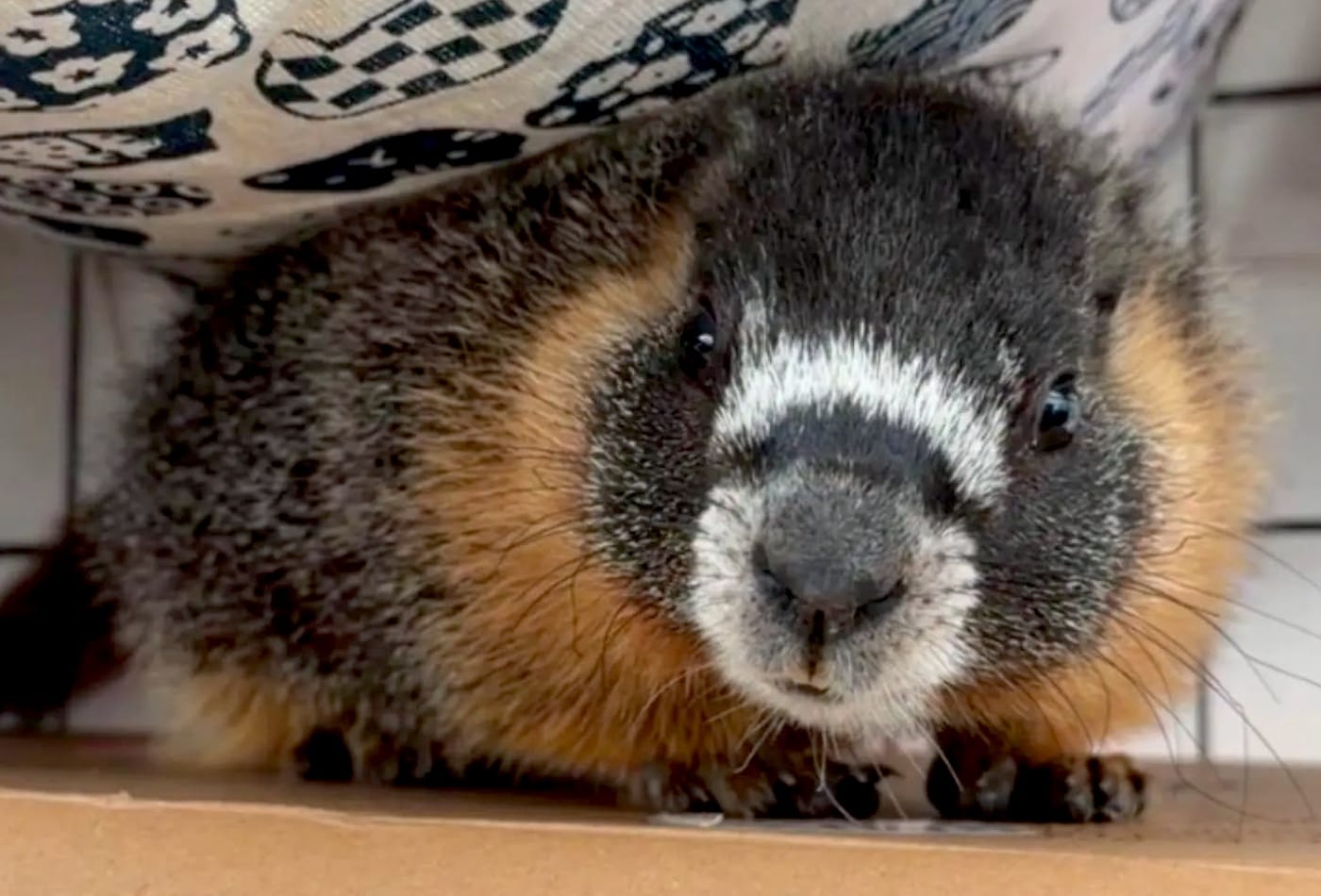 Wildlife Rescue Hopes To Help Marmot That Hitched a Ride From the Mountains Get Back Home