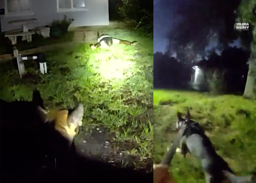 WATCH: K-9 chases man fleeing Florida motel room with drugs, deputies say