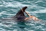 Octopuses Hitching Rides on Dolphins, the Largest Viking Silver Hoard Discovered, and Daily Sugary Drinks Could Raise Stomach Cancer Risk