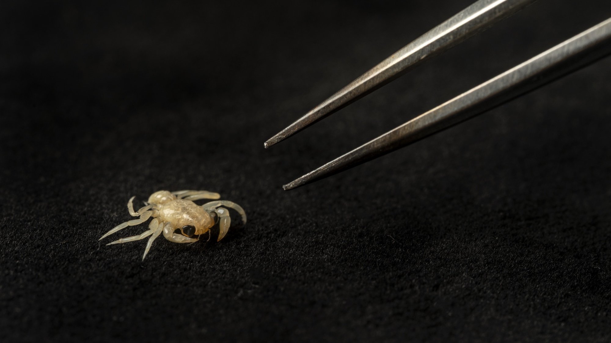 Tiny crabs discovered hitching rides on sea snakes