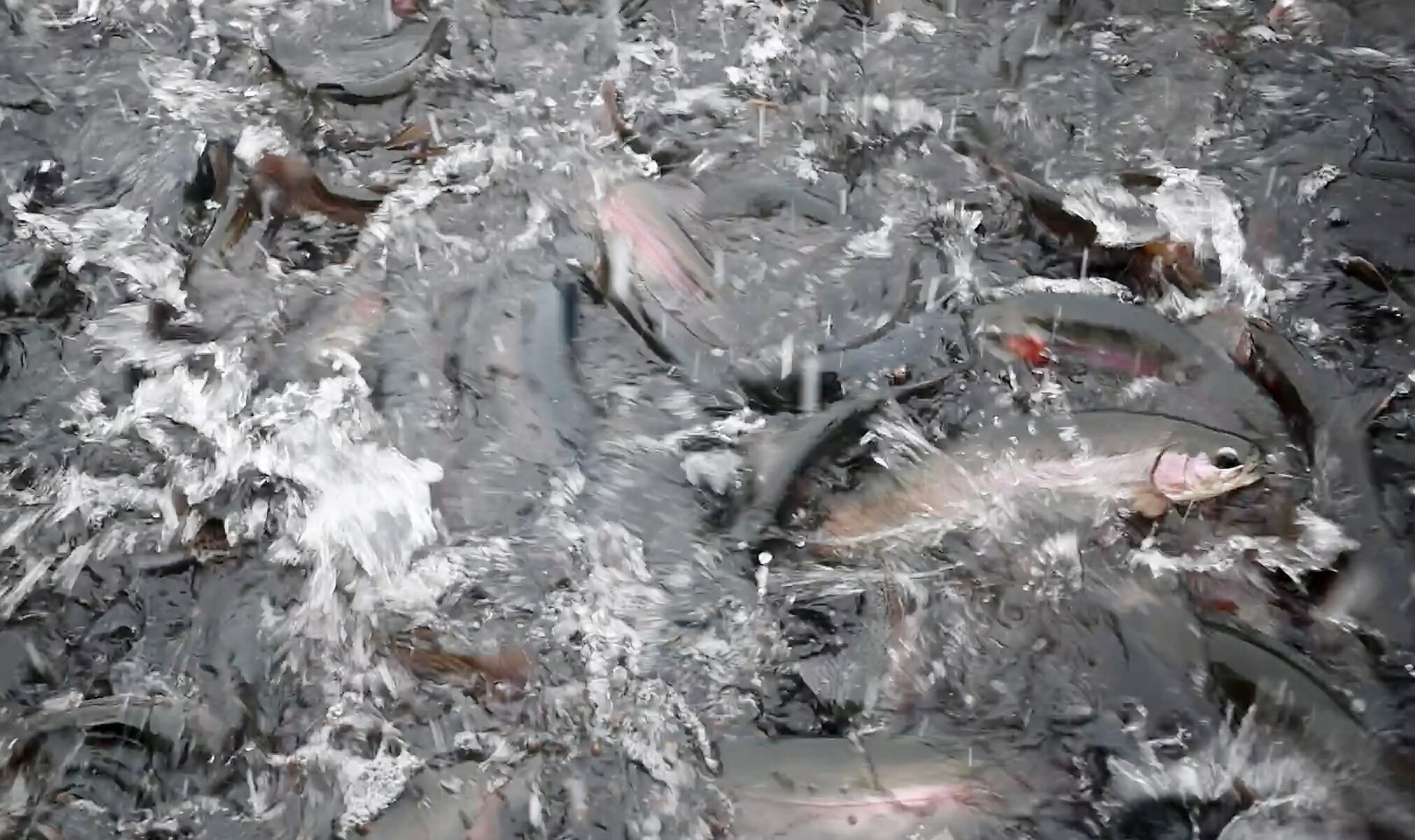 Biologists determine why thousands of rainbow trout died in small pond