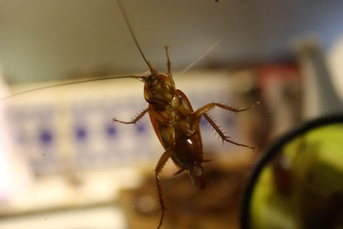 Cockroaches and spoiled food: Worst Phoenix restaurant inspections of August