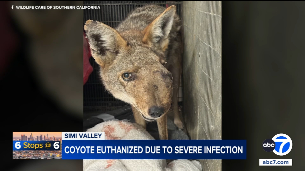 Beloved Studio City coyote Wendy euthanized after shooting leads to infection; $10K reward offered