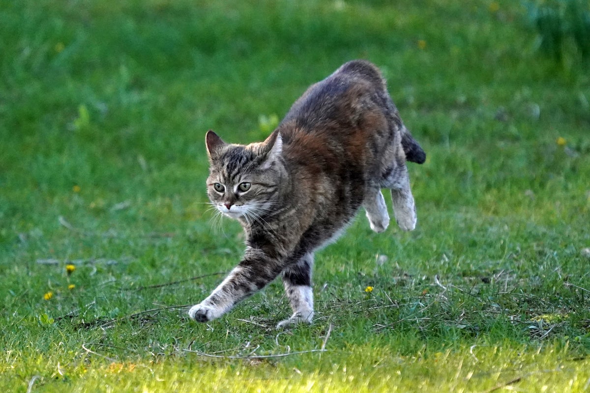 Why do dogs and cats get the zoomies? The science behind the sudden bursts of energy