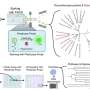 Compost microbe yields enzyme that tackles polyurethane foam and nylon