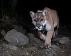 Los Angeles to memorialize late mountain lion P-22 with sculpture in Griffith Park